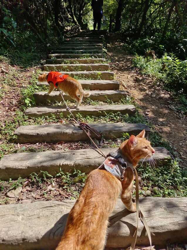 【基隆】姜子寮步道。小百岳no.11。山頂360度環景超美的+義美石頭火鍋