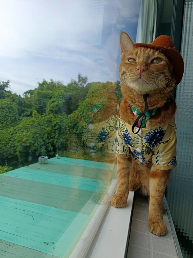 365872.jpg - 【屏東.小琉球】寵物友善住宿推薦。琉球粉舍海景民宿。有網美泳池可看海。樓中樓房型+陽台看海+超大浴缸