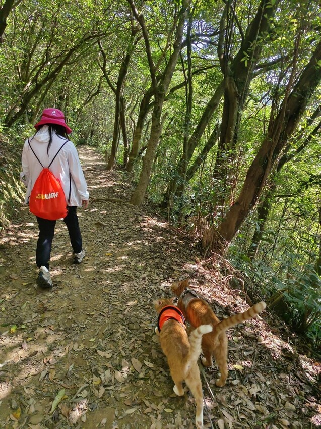 【基隆】姜子寮步道。小百岳no.11。山頂360度環景超美的+義美石頭火鍋