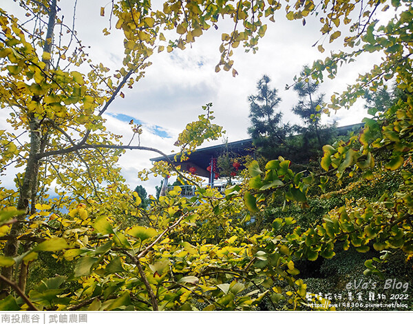 大崙山銀杏-05.jpg 大崙山銀杏-05.jpg