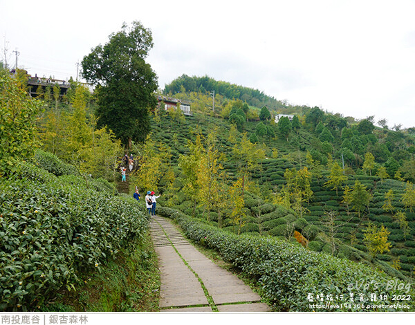 大崙山銀杏-45.jpg 大崙山銀杏-45.jpg