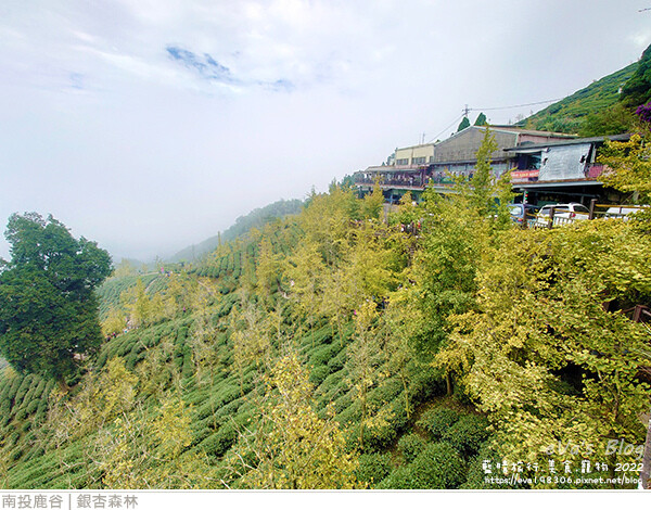 大崙山銀杏-36.jpg 大崙山銀杏-36.jpg