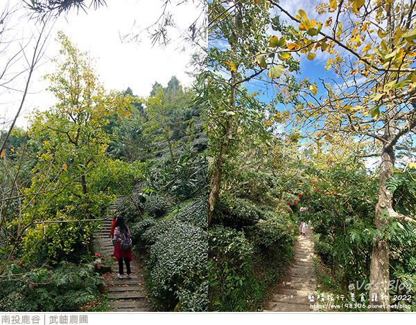 大崙山銀杏-18.jpg 大崙山銀杏-18.jpg