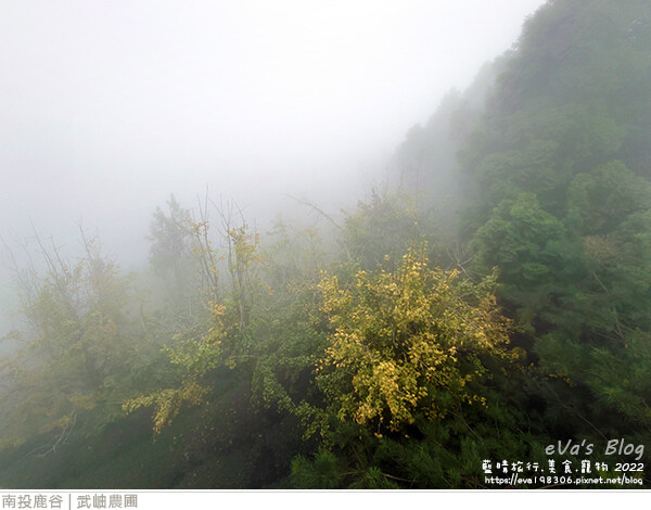 大崙山銀杏-68.jpg 大崙山銀杏-68.jpg