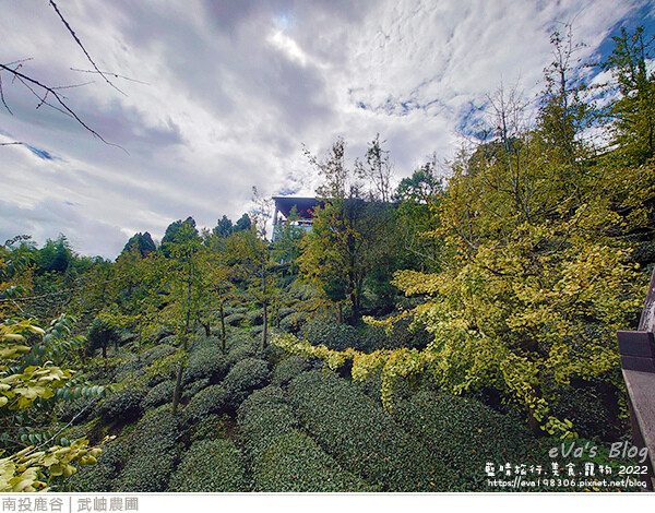 大崙山銀杏-15.jpg 大崙山銀杏-15.jpg