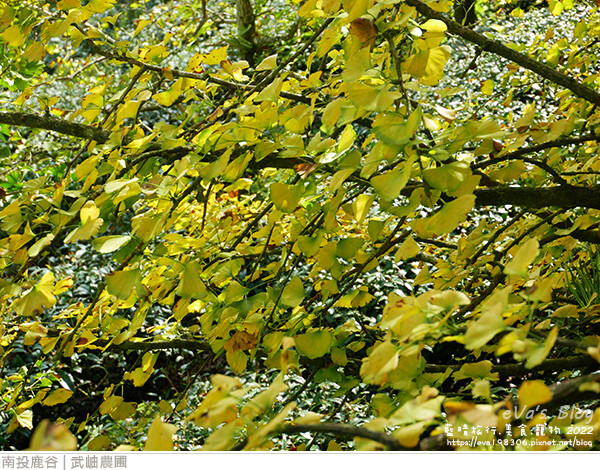 大崙山銀杏-08.jpg 大崙山銀杏-08.jpg