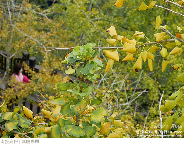 大崙山銀杏-27.jpg 大崙山銀杏-27.jpg