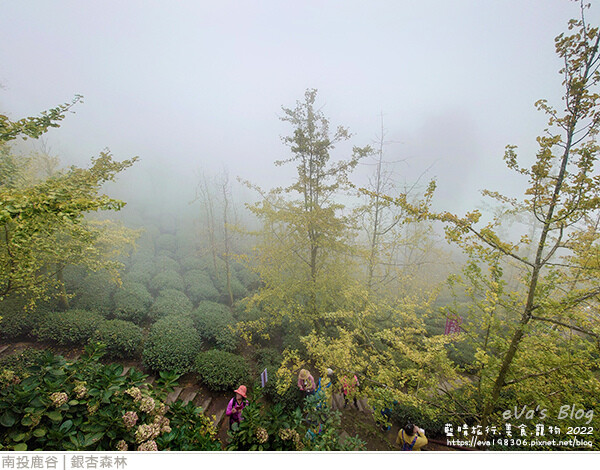大崙山銀杏-51.jpg 大崙山銀杏-51.jpg