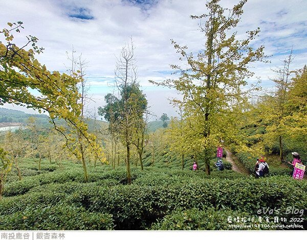 大崙山銀杏-39.jpg 大崙山銀杏-39.jpg