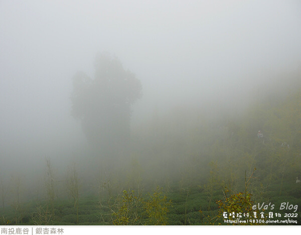 大崙山銀杏-35.jpg 大崙山銀杏-35.jpg