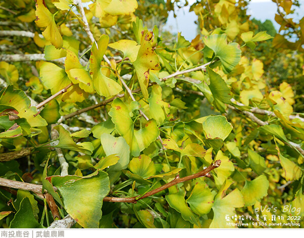 大崙山銀杏-12.jpg 大崙山銀杏-12.jpg