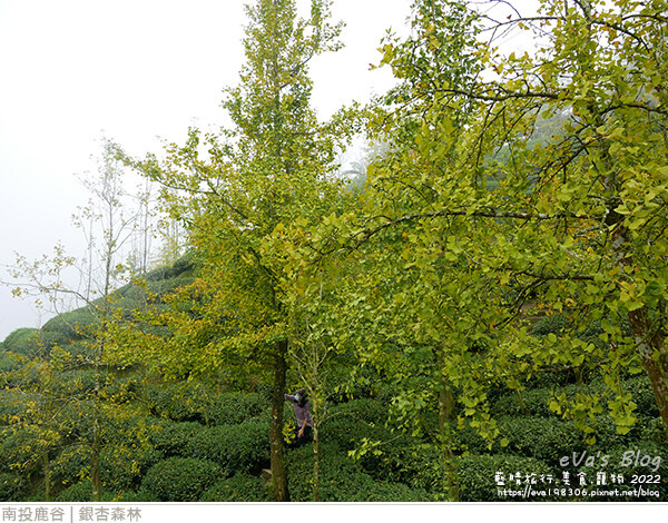 大崙山銀杏-46.jpg 大崙山銀杏-46.jpg