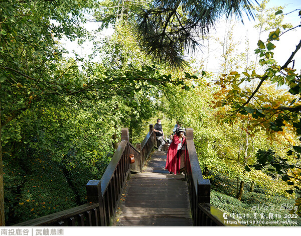 大崙山銀杏-04.jpg 大崙山銀杏-04.jpg