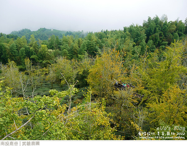 大崙山銀杏-26.jpg 大崙山銀杏-26.jpg