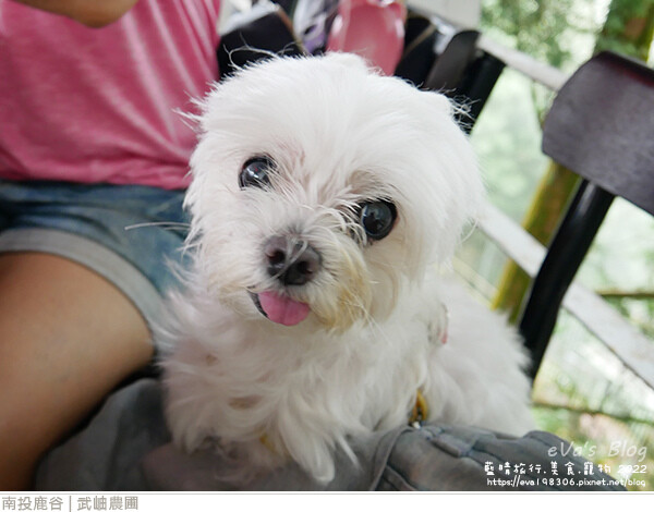 大崙山銀杏-67.jpg 大崙山銀杏-67.jpg