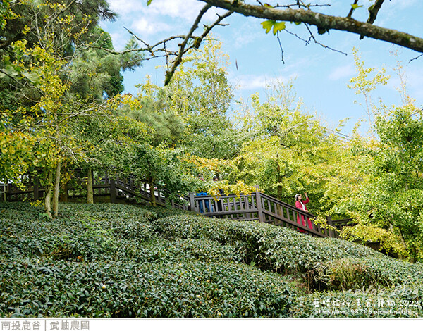 大崙山銀杏-21.jpg 大崙山銀杏-21.jpg