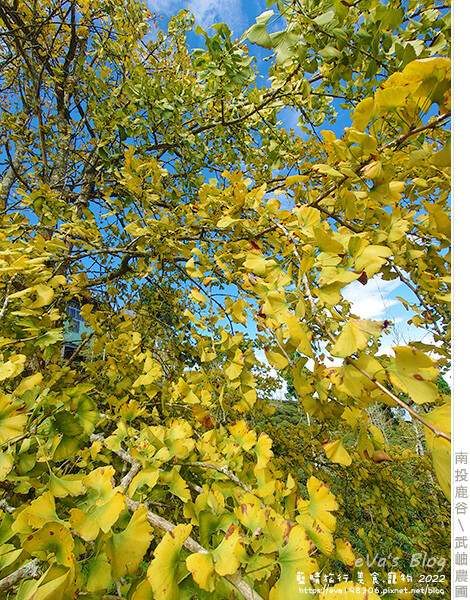 大崙山銀杏-13.jpg 大崙山銀杏-13.jpg