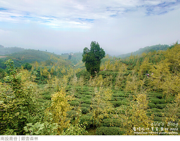 大崙山銀杏-37.jpg 大崙山銀杏-37.jpg