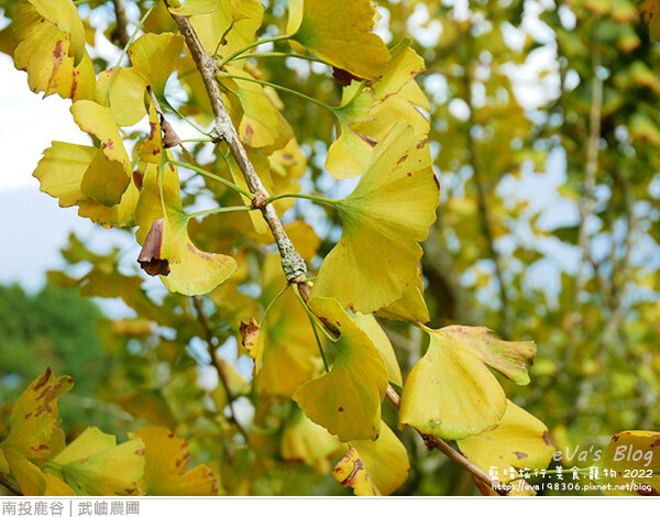 大崙山銀杏-11.jpg 大崙山銀杏-11.jpg