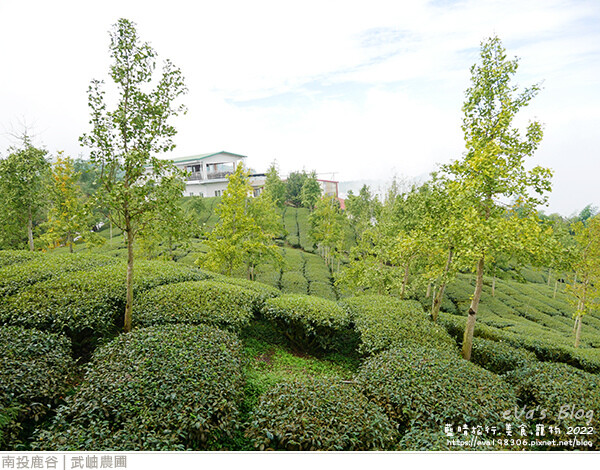 大崙山銀杏-28.jpg 大崙山銀杏-28.jpg