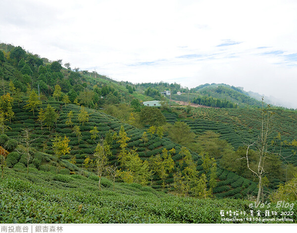 大崙山銀杏-43.jpg 大崙山銀杏-43.jpg