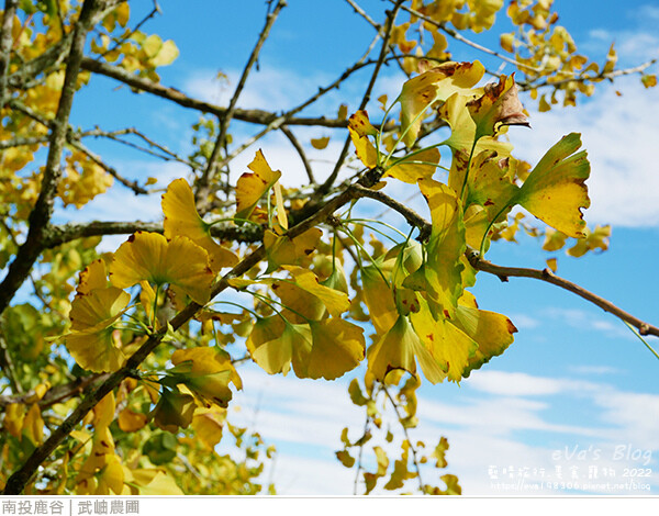 大崙山銀杏-09.jpg 大崙山銀杏-09.jpg