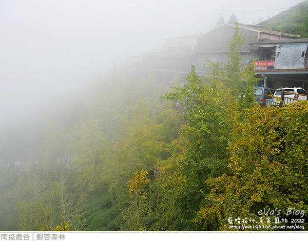 大崙山銀杏-34.jpg 大崙山銀杏-34.jpg