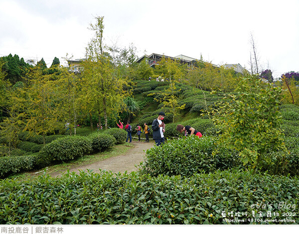 大崙山銀杏-44.jpg 大崙山銀杏-44.jpg