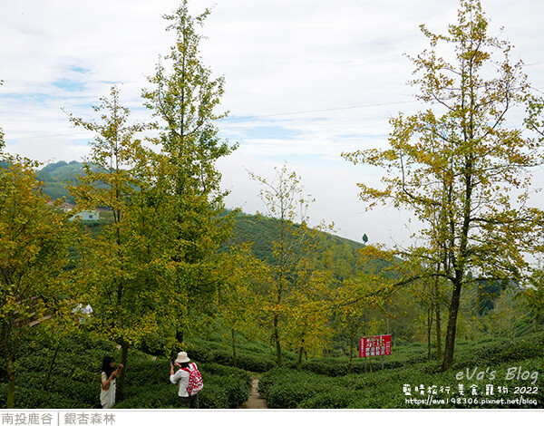 大崙山銀杏-42.jpg 大崙山銀杏-42.jpg