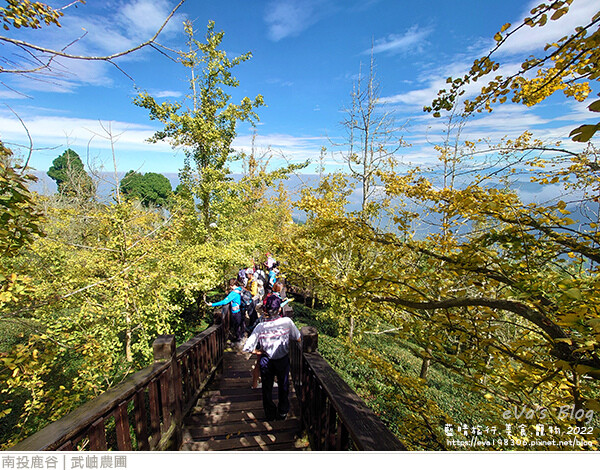 大崙山銀杏-06.jpg 大崙山銀杏-06.jpg