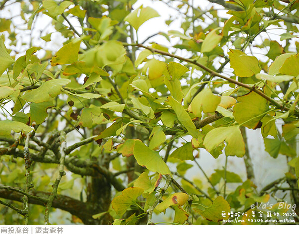 大崙山銀杏-47.jpg 大崙山銀杏-47.jpg