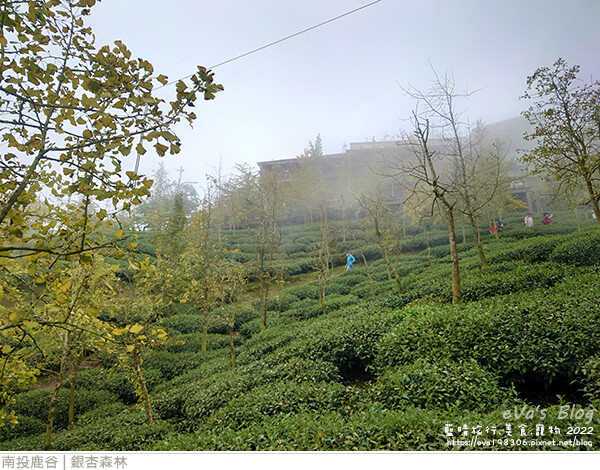 大崙山銀杏-49.jpg 大崙山銀杏-49.jpg