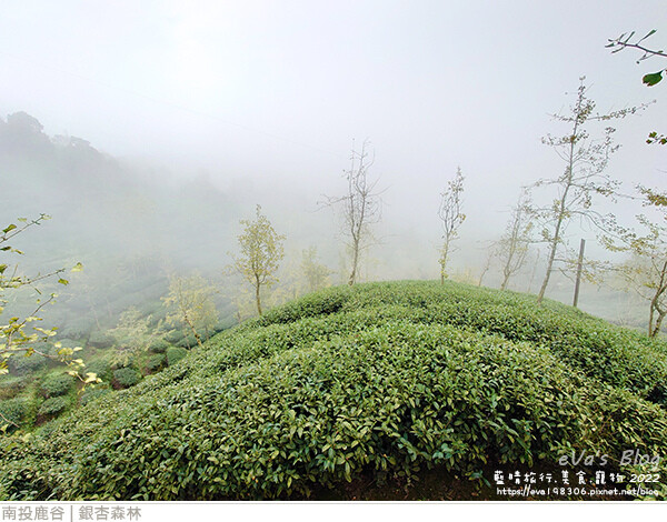 大崙山銀杏-48.jpg 大崙山銀杏-48.jpg