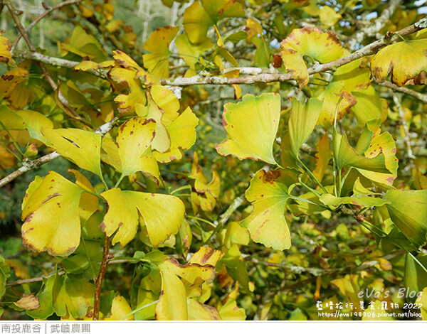 大崙山銀杏-10.jpg 大崙山銀杏-10.jpg