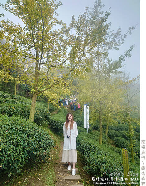 大崙山銀杏-50.jpg 大崙山銀杏-50.jpg