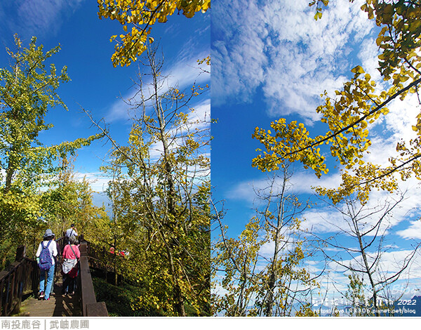 大崙山銀杏-07.jpg 大崙山銀杏-07.jpg