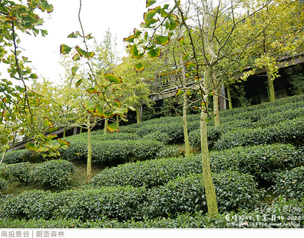 大崙山銀杏-41.jpg 大崙山銀杏-41.jpg