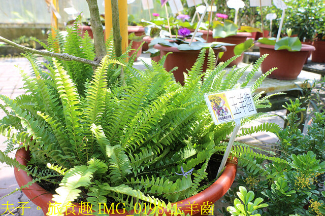 IMG_0198 玉羊齒.jpg - 彰化田尾公路花園 20221014