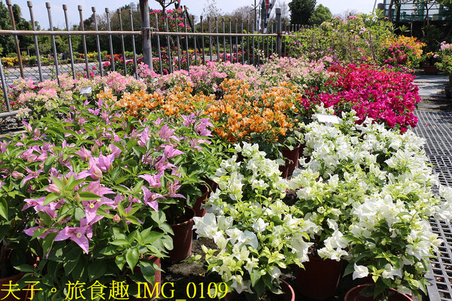 IMG_0109.jpg - 彰化田尾公路花園 20221014
