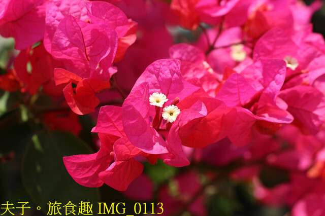 IMG_0113.jpg - 彰化田尾公路花園 20221014