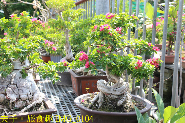 IMG_0104.jpg - 彰化田尾公路花園 20221014