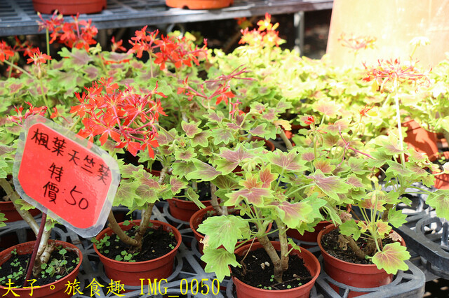 IMG_0050.jpg - 彰化田尾公路花園 20221014