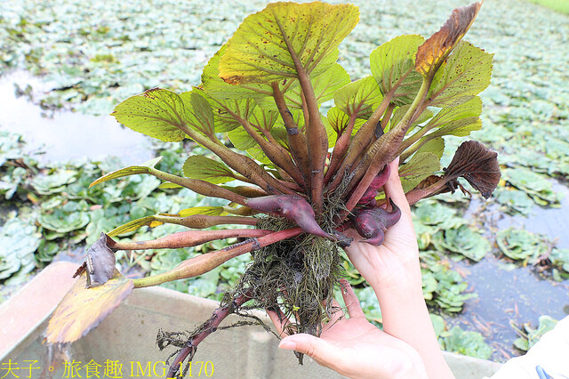 IMG_1170.jpg - 官田菱角節 20221005 IMG_1170.jpg - 官田菱角節 20221005