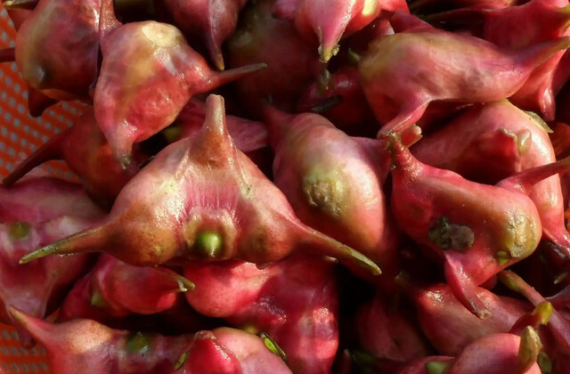 官田菱角進入盛產期 2022官田菱角節即將登場