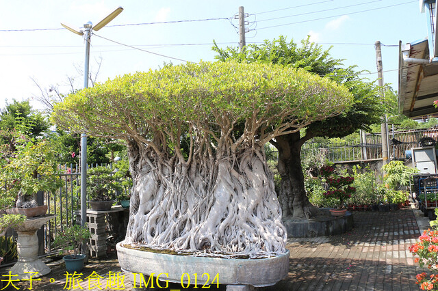 IMG_0124.jpg - 彰化田尾公路花園 20221014