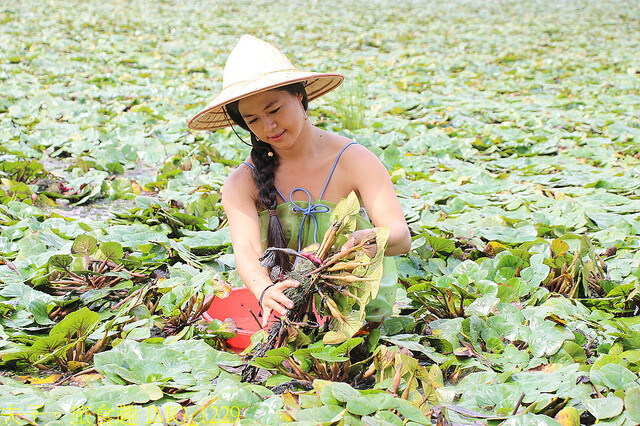 IMG_1229.jpg - 官田菱角節 20221005 IMG_1229.jpg - 官田菱角節 20221005