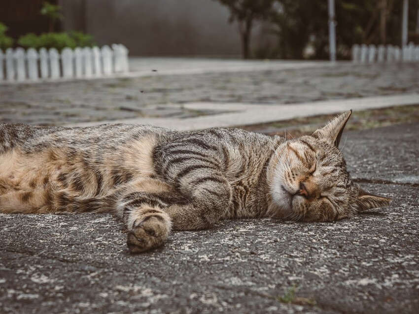 猴硐新景點︱讓貓村不只是貓村，室內美到不像展覽館的瑞三整煤廠