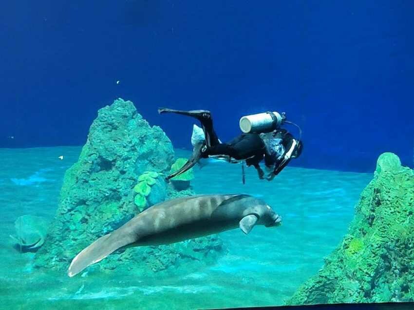 遠雄海洋公園｜美人魚的神秘傳說