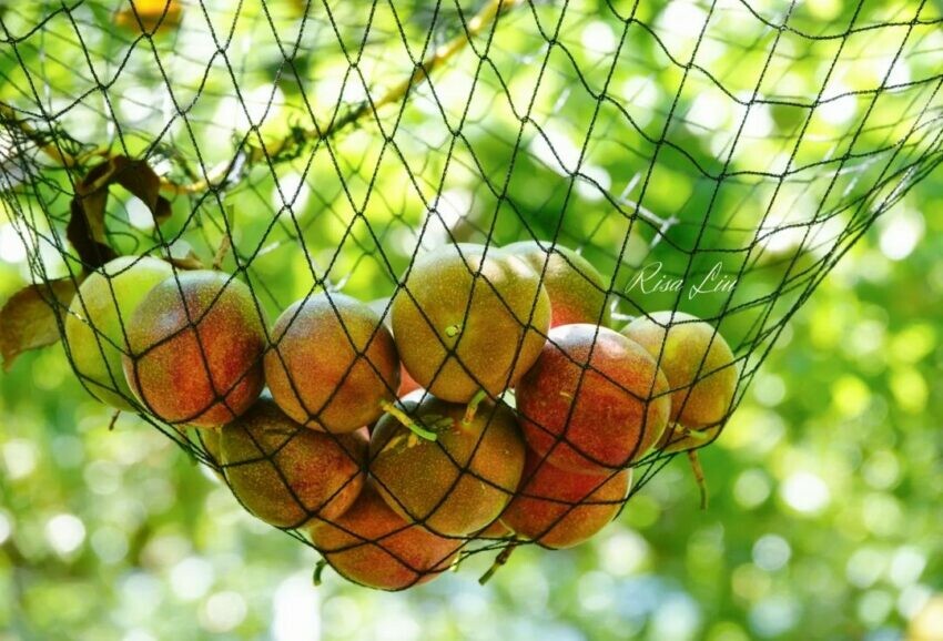 南投農特產品 百香果 桃米休閒農業區