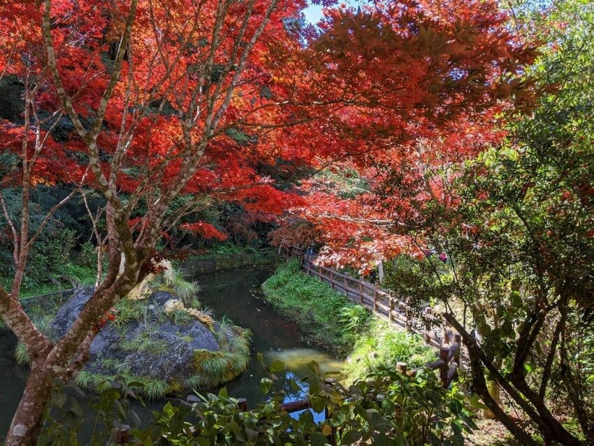 南投溪頭二日遊